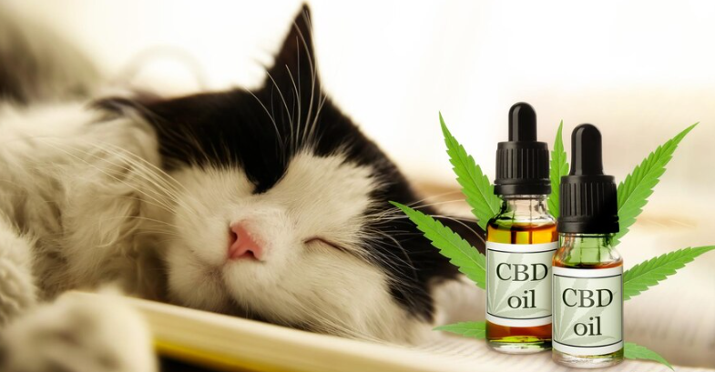 CBD for Pets: Is it Safe and How Can It Help? – A Comprehensive Guide